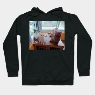 the cute cats team Hoodie